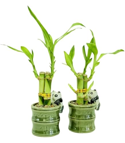 buy philodendron plant uk Philodendron Billietiae - House Plants - Plant Shop