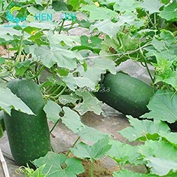 GEOPONICS Seeds -20pcs Super Big Winter n Seeds China High Yield ...