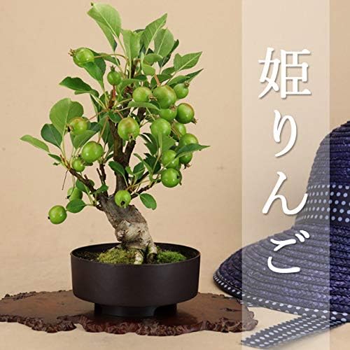 姫リンゴ 小品盆栽 日本正規品 プラ鉢 実物盆栽 いよじ園