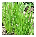 250 Garlic Chives Seeds | Non-GMO | Fresh Garden