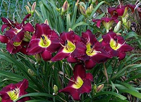 FERNSFLY IMP. Daylily | Hemerocallis | Daylilies | Day Lily Excellent Quality Flower Bulbs Aromatic Flower Plant Home Outdoor Gardening Plants Flowering Bulbs (Pack Of 5 Bela Lugosi)