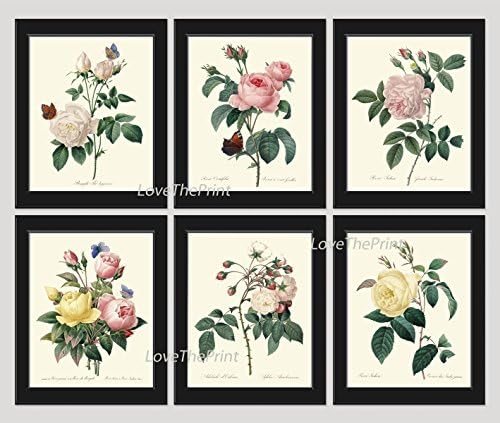 Beautiful Rose Flower Wall Art Home Decor Botanical Print Set of 6 Antique Beautiful Joseph Redoute French Garden Shabby Chic Victorian Floral Inerior Design Pretty Birthday Mother's day gift Unframed