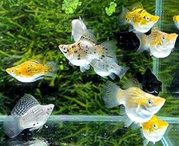 Amazon バルーンモーリー Mix 5匹 オリジナル 観賞魚 水中生物 通販