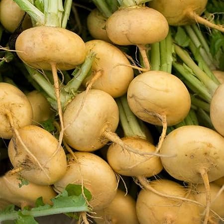 Amazon Com A 3g Approx 1500 Turnip Seeds Petrowski Heirloom