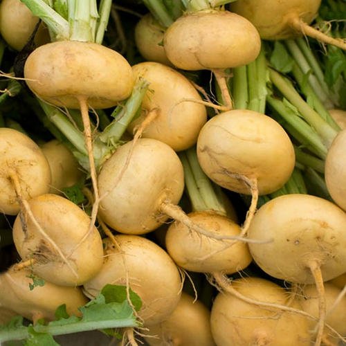 Golden ball heirloom turnip seed by stonysoil seed comp…