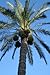 10 CANARY ISLAND DATE PALM Phoenix Reclinata Canariensis Tree Seeds *Comb S/H