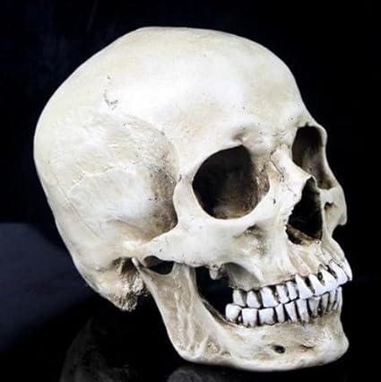 Amazon 透明標本制作所 恐怖 人間の頭蓋骨lレプリカ 骨格標本 本物 超リアルの骸骨 ハロウィン等に ホラー 剥製 スケルトン スカル 置物 生物 動物 人体 おもちゃ