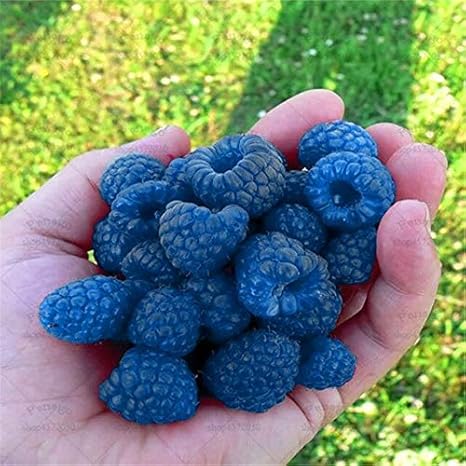 Amazon 50pcsの甘いラズベリー種子色のラズベリーfruitseedsingのホームガーデン用品6種類 2 果物