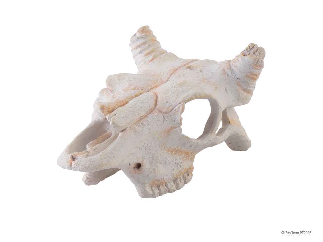 Exo Terra Buffalo Skull, Small