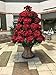 Creative Displays Full Round Poinsettia Tree Rack Display 1056 – Freestanding Vertical Garden Frame | Great for Poinsettias, Flowers, Potted Plants, Succulents, and More (5.5 Ft)thumb 3