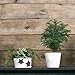 Costa Farms Live Christmas Tree, Small Norfolk Pine in Christmas Decor Plant Pot, Christmas Ornament, Holiday Gift Decoration for Room Decor, 10-12 Inches Tall
