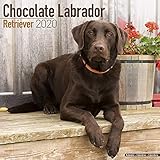 Chocolate Lab Retriever Calendar - Dog Breed Calendars - 2019 - 2020 Wall Calendars - 16 Month by Av by 