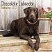 Chocolate Lab Retriever Calendar - Dog Breed Calendars - 2019 - 2020 Wall Calendars - 16 Month by Av by 