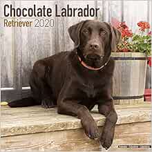 chocolate retriever