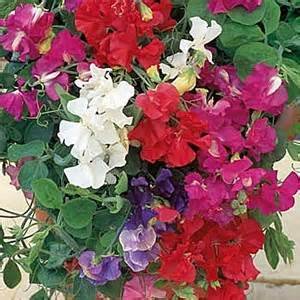 Sweet Pea-royal Mix (Lathyrus Odoratus) Old Fashioned Standard Large Frilly Blooms with Gorgeous Colors Fragrant and Abundant the Best Sweet Pea for Cut Flowers-approximately 50 Seeds