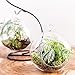 Mkono Clear Glass Vase Hanging Plant Terrarium with Black Metal Stand Tabletop Display Potted Stand for Air Plants Succelent Home Office Decor, S-Shape, 2 Globes.