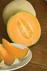 Burpee Hale's Best Jumbo Cantaloupe Melon Seeds 200