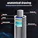 AUTOSAVER88 Window Lift Supports Struts 4185 Compatible with Chevy Suburban Chevrolet Tahoe 2000-2006, Cadillac Escalade 2000-2006, GMC Yukon 1999-2006 Rear Window Glass Gas Springs Shocks 2Pcs