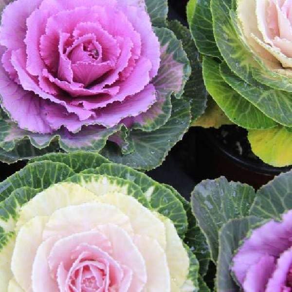 Generic Songbird Mix Flowering Cabbage Plants, 3 Live Plants