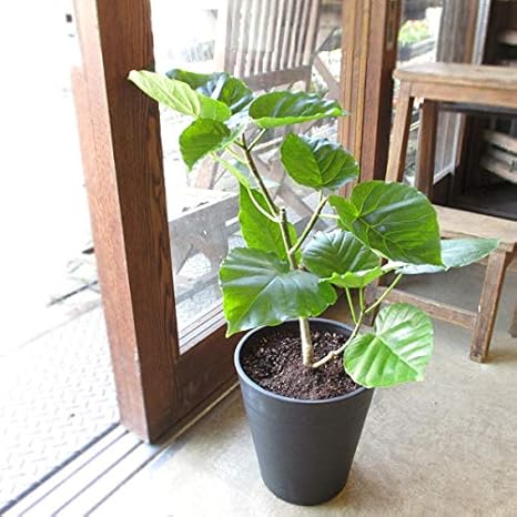 Amazon Co Jp フィカス ウンベラータ 7号鉢サイズ 黒色 セラアート鉢 鉢植え ゴムの木 薫る花 観葉植物 おしゃれ インテリアグリーン 大型 中型 ウンベラータゴム ゴムノキ ホーム キッチン