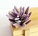 Dutch Brook 5 Pcs Purple Simulation Succulents Artificial Cactus Plants for Home Office Garden Decor (Sent Randomly)