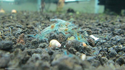 6 Live Bluepearl Shrimp (1/3''-1'') long + Mix Food Sample