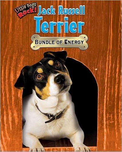 Jack Russell Terrier: Bundle of Energy (Little Dogs Rock!) �}����  - 2009/1/1