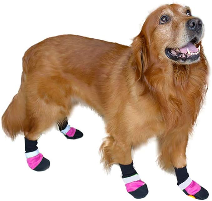 dog wear shoes