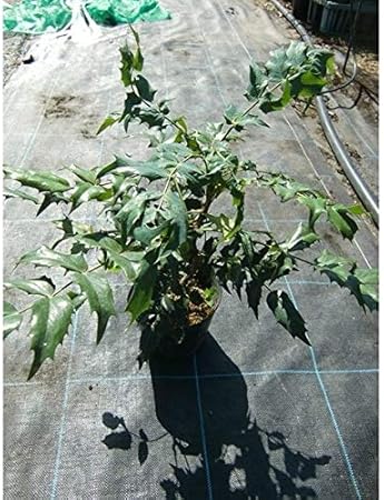 人気の 庭木 柊南天 ヒイラギナンテン 5本セット 限定セール Southerncollegeofhealthsciences Com