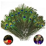 Fellibay Craft Peacock Feathers Natural Peacock Tail Eyes Feathers for Halloween Christmas Decor(50pcs)