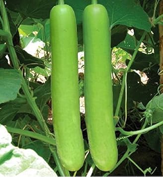 Splendour Seeds Bottle Gourd Long Seeds