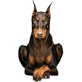 3D Doberman Inu Decorative Stickers (2-Piece Set) Waterproof, and Fun to use. They are Perfect for Sticking car Bodies, Window Glass, Bumpers, laptops, and More#A-062