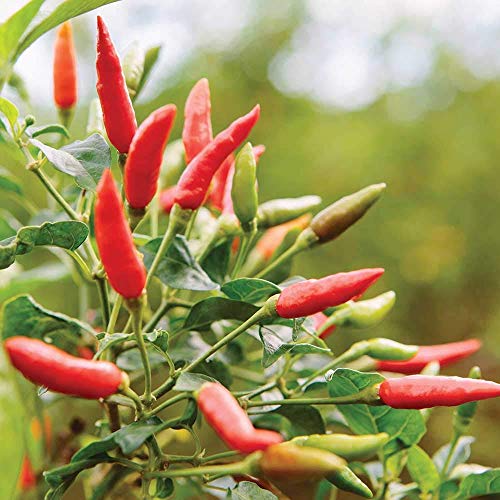 Mendez Creamy Pepper Sauce Mild 2.7oz