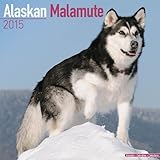 Alaskan Malamute Calendar - Just Alaskan Malamutes Calendar - 2015 Wall calendars - Dog Calendars - by 