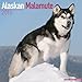 Alaskan Malamute Calendar - Just Alaskan Malamutes Calendar - 2015 Wall calendars - Dog Calendars - by 
