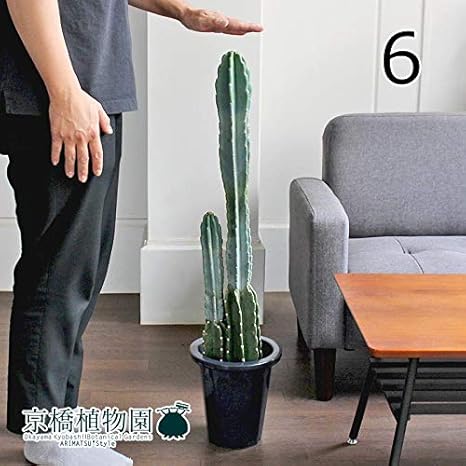 Amazon 現品 柱サボテン 7号 6 観葉植物 オンライン通販