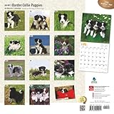 Image de Border Collie Puppies 2016 Square 12x12 (Multilingual Edition)