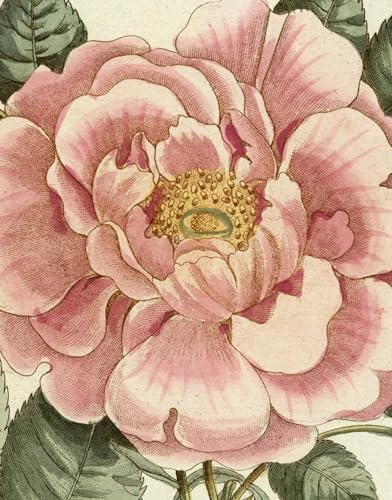 John Derian: The Picture Book Collection: Derian, John
