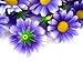 (24) Silk Purple White Edge Gerbera Daisy Flower Heads , Gerber Daisies - 1.75