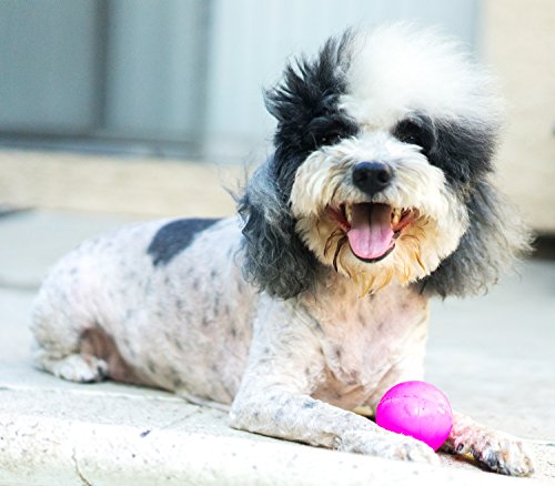 Ruff Dawg Ball Solid Rubber Dog Toy Small Assorted Neon Colors