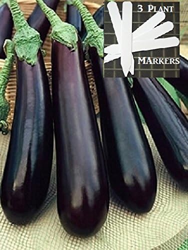 Long Purple Eggplant Seeds (non gmo) 450 Seeds Upc 646263362709 + 3 free plant markers