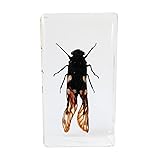 FlyingBean Real Flower Cicada Insect Specimens in