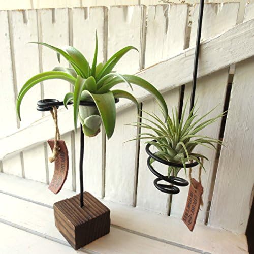 Amazon エアープランツおまかせ2種アートシェイプホルダーセット 観葉植物 オンライン通販