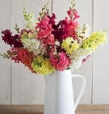 David's Garden Seeds Flower Snapdragon Madame Butterfly D1930RUP 50 Hybrid Seeds