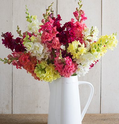 David's Garden Seeds Flower Snapdragon Madame Butterfly D1930RUP 50 Hybrid Seeds David's Garden Seeds Flower Snapdragon Madame Butterfly D1930RUP 50 Hybrid Seeds