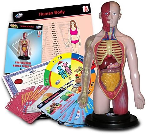 Eastcolight Science Professional Human Torso Set by Eastcolight
