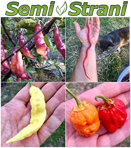40 Seeds of THE 4 WORLD'S MOST BEAUTIFUL CHILI PEPPER - THE BEAUTIFUL COLLECTION