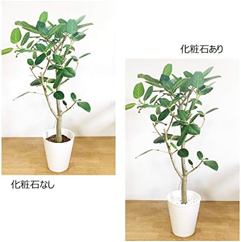 Amazon Co Jp リサイクルストーン ホワイト 1袋 化粧石 飾り石 マルチングストーン マルチング 鉢土隠し サステナブル サスティナブル ホーム キッチン