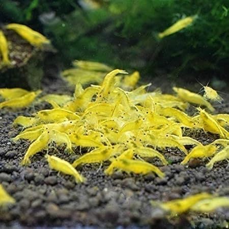 Amazon Atwell イエローチェリーシュリンプ 10匹 1匹補償サービス付き 生体 Atwell 観賞魚 水中生物 通販