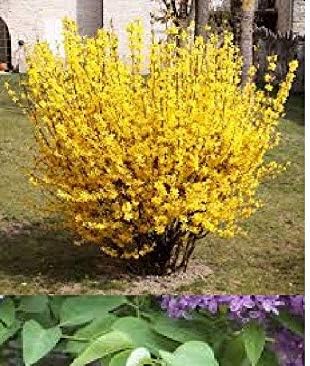 Grow Your Own Trees and Shrubs forsythia! 10 Fresh Cuttings Over 70 Varieties